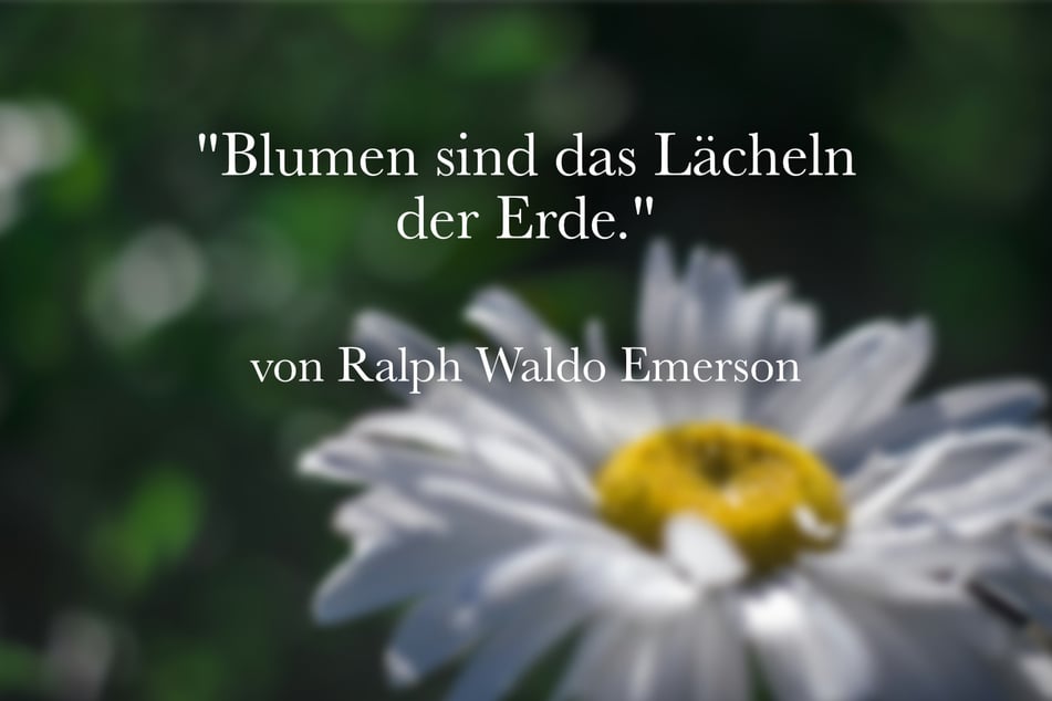 Ein gutes Zitat über Blumen von Ralph Waldo Emerson lautet: "Blumen sind das Lächeln der Erde."