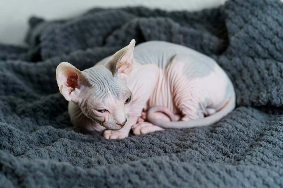 The distinct skin folds are a characteristic of Sphynx cats.