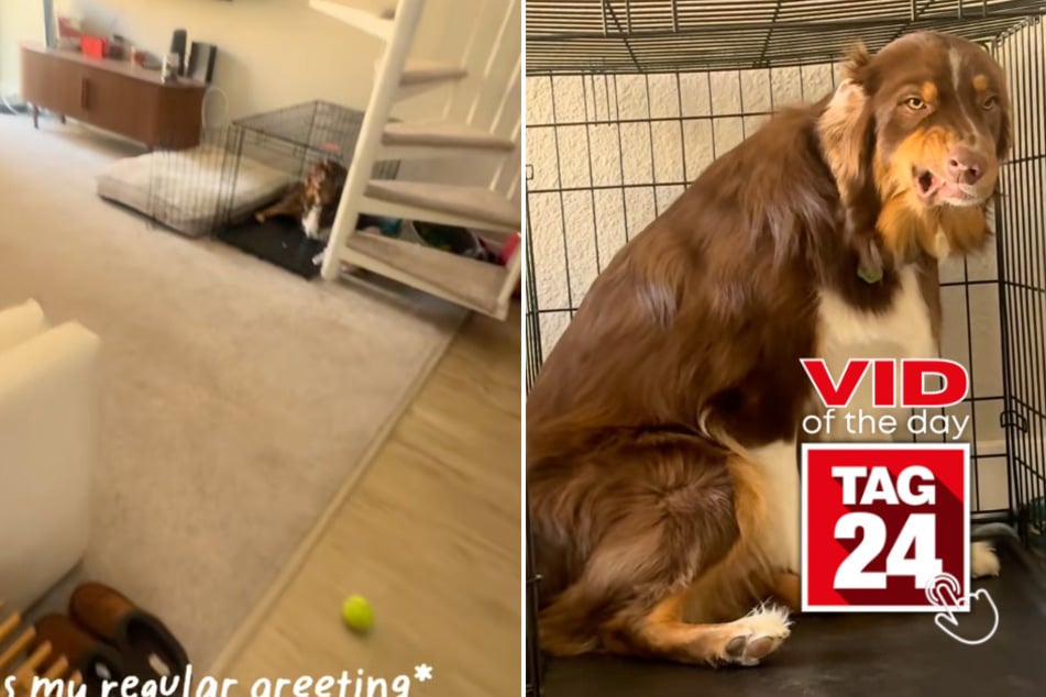 viral videos: Viral Video of the Day for February 25, 2026: Adorable dog goes viral for hilariously guilty look in crate
