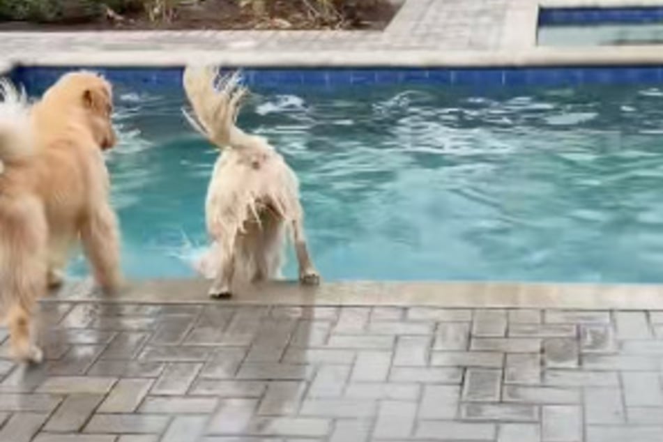 Zlatý retrívr se při každé příležitosti znovu vrhl do vody.