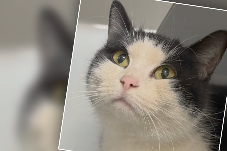 Tierheim geschockt! Süße Katze an finsterem Ort ausgesetzt und allein gelassen