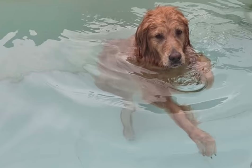 Ob sie es für ihr Frauchen tut? Noeul schwimmt ein wenig auf die gewohnte Weise.