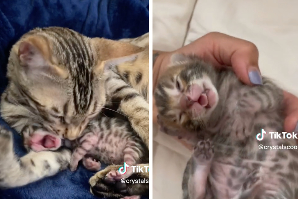 Mama cat Miso (l.) and her newborn baby Bengal cat are a purr-fect pair.