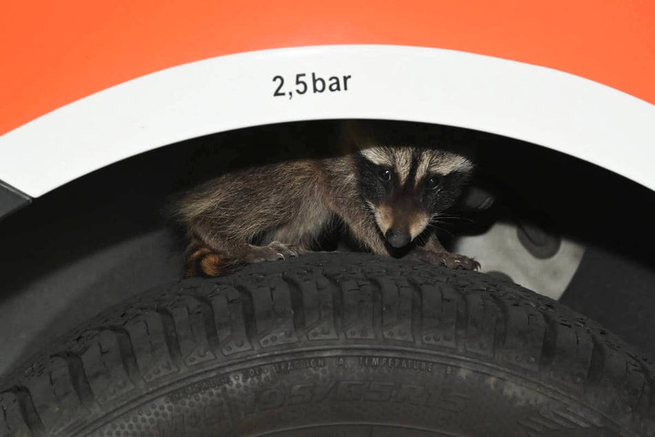 Ein kleiner Waschbär hat es sich im Radkasten des Einsatzfahrzeugs gemütlich gemacht.
