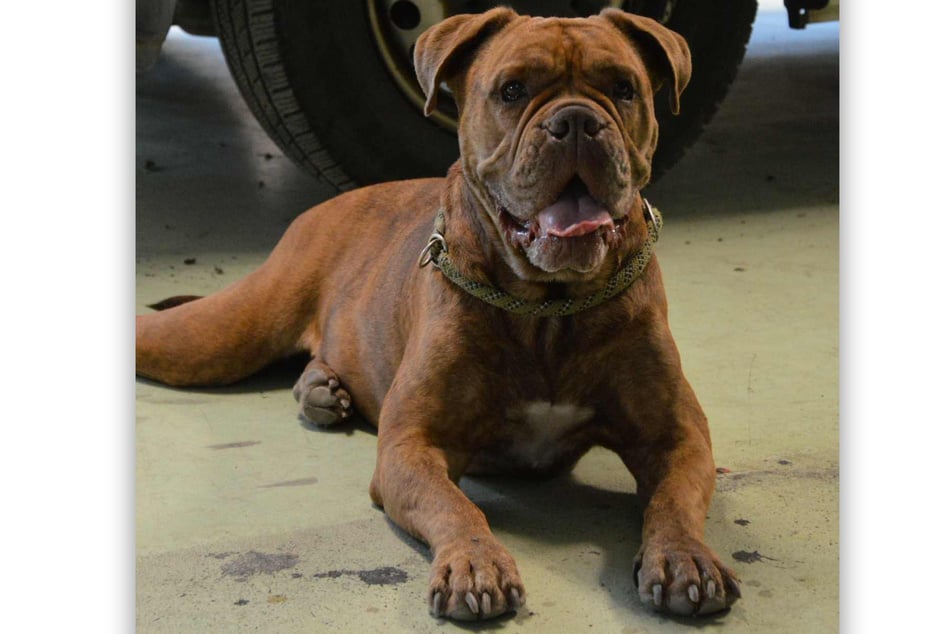 Hündin Gisela (7) hat sich glücklicherweise wieder vollständig erholt.