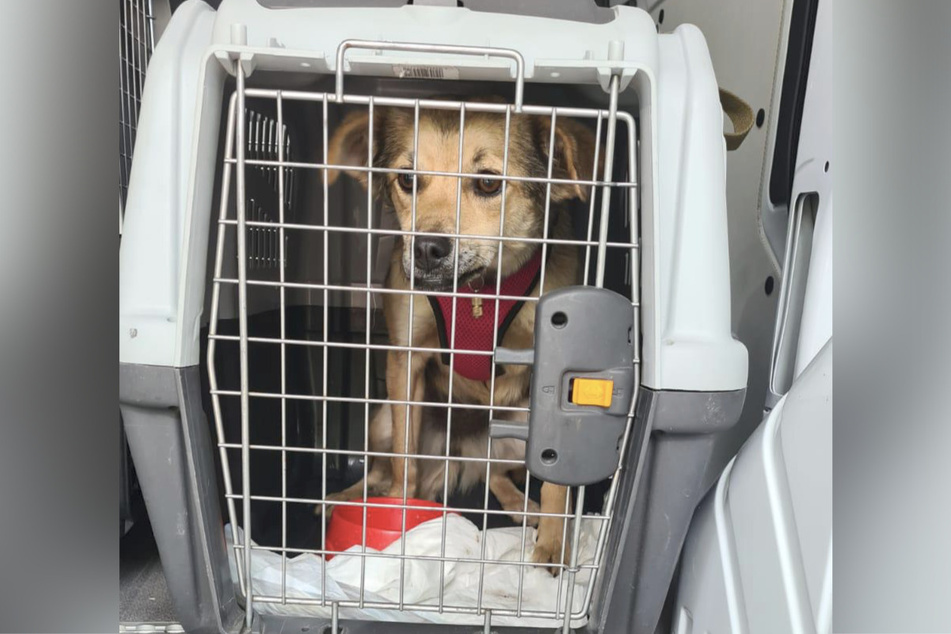 Einer der Hunde in einer zu kleinen Transportbox.