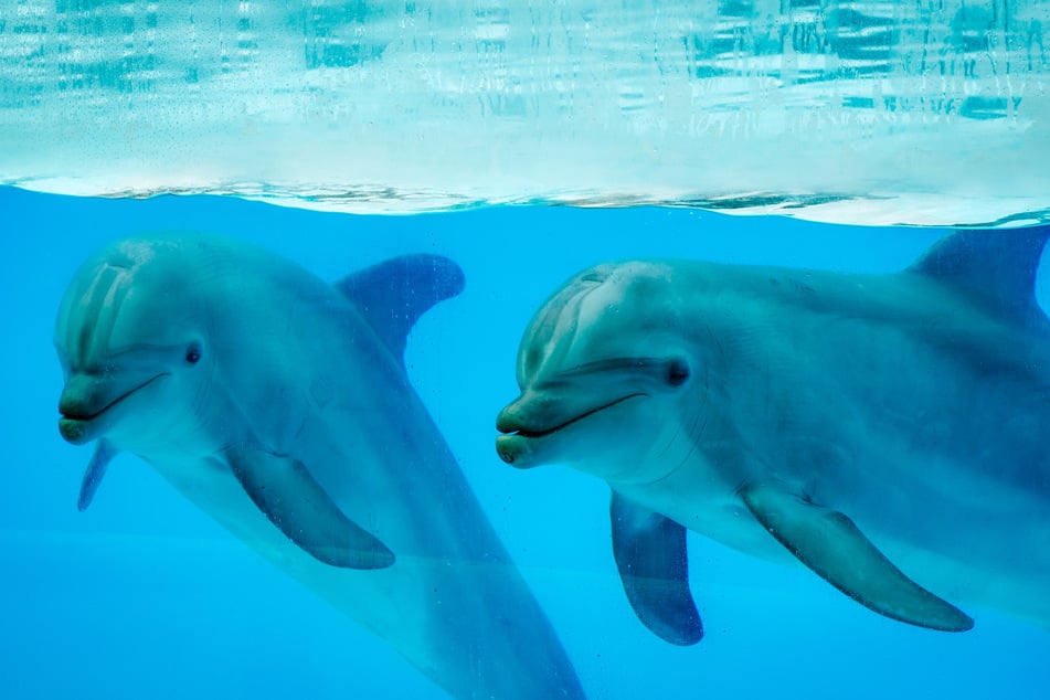 Mindestens ein Delfin kam bei dieser grausamen Tat ums Leben, mehrere weitere wurden verletzt. (Symbolbild)
