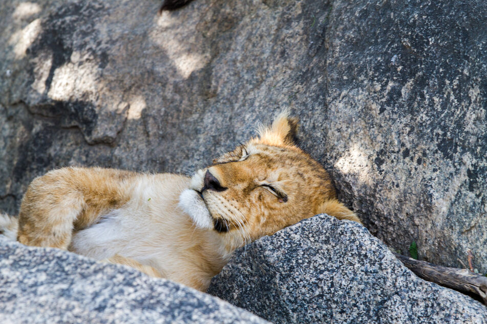 Naturfotografen gelingen immer wieder spannende und faszinierende Aufnahmen, so wie von diesem schlafenden Löwenbaby im Serengeti-Nationalpark in Tansania.