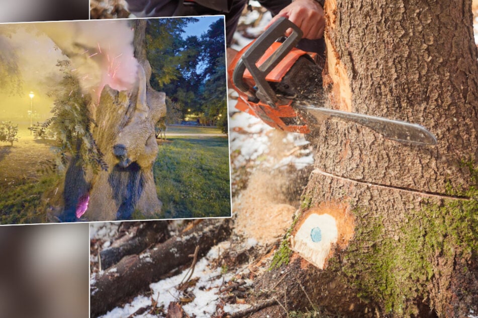 Chemnitz: Nach Brandanschlag: Baum auf Chemnitzer Schlossteichinsel wird morgen gefällt