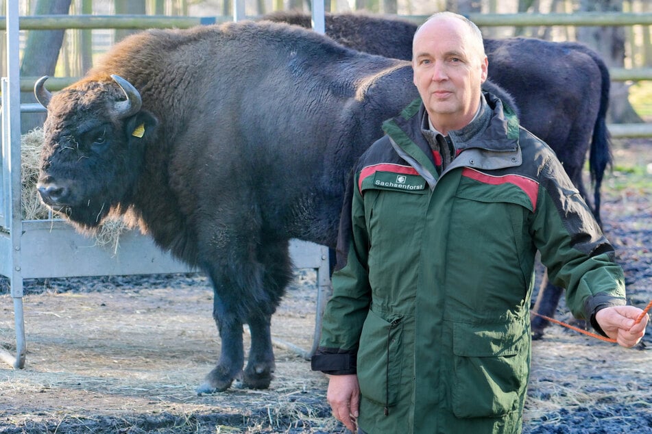 Die neuen Elche von Moritzburg: Nur einmal Aufregung in der Wisent-WG im Wildgehege