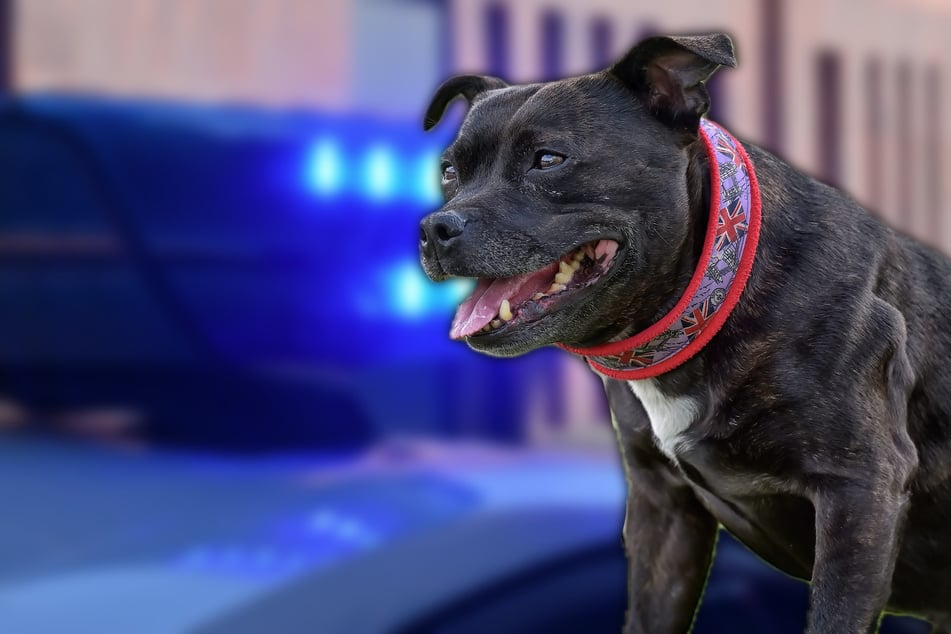 Hund fällt Frau in Löbtau an und beißt zu: Polizei sucht Halter von Stafford-Terrier