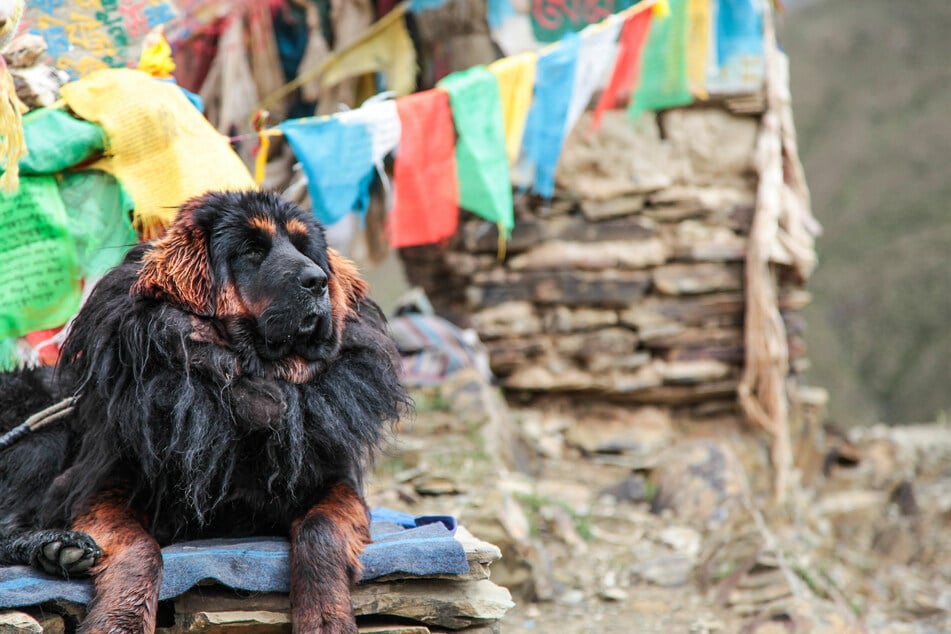 Der Tibetanische Mastiff diente vor allem dazu, Dörfer und Vieh zu beschützen.