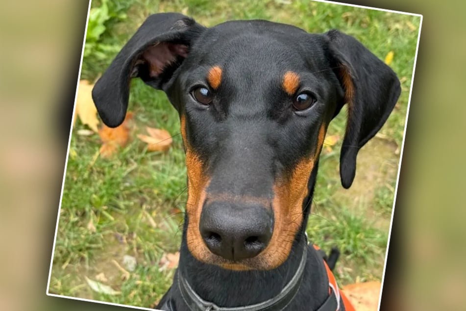 Dobermann Narja braucht Menschen, die die Bedürfnisse dieser Rasse genau kennen und ihr ein ideales Leben bieten können.