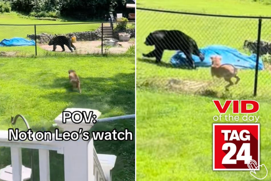 This dog just took backyard security to a whole new level when he charged a bear like a pro!