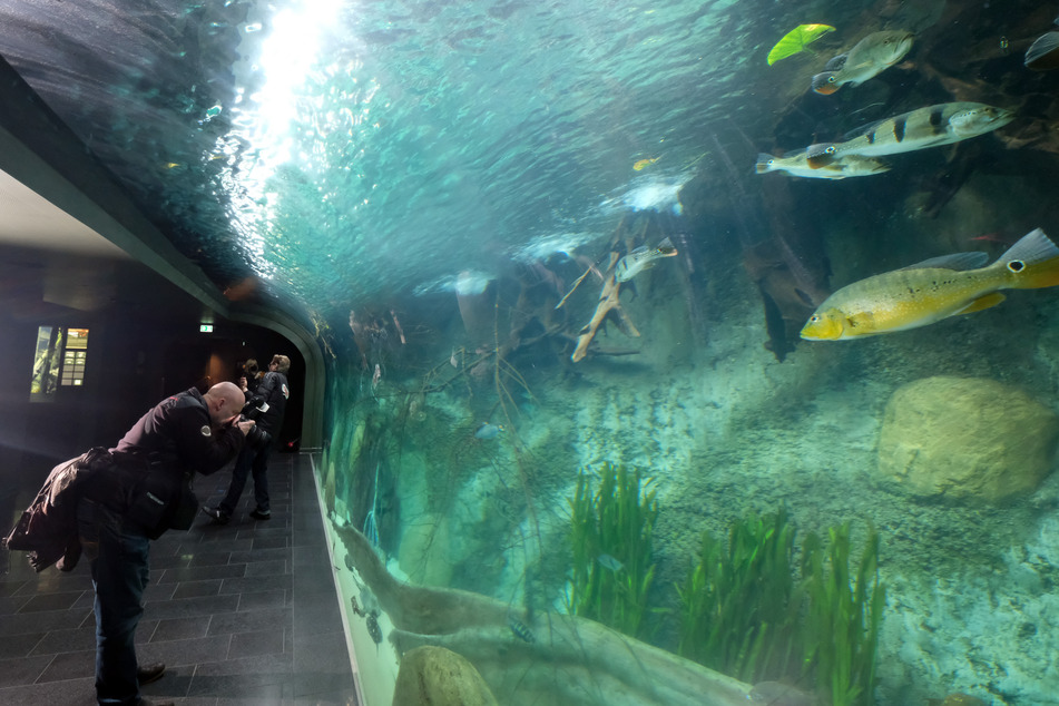 Neues Aquarium im Zoo Leipzig: Scheibenputzen kann zur echten Gefahr werden