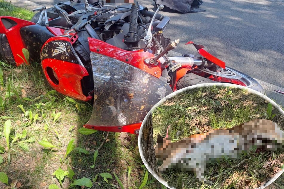 Hirsch schleudert bei Unfall mit Biker gegen Baum und stirbt: Motorradfahrer schwer verletzt