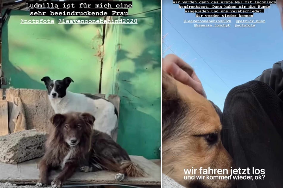 Gemeinsam mit "Notpfote" und "Leavenoonebehind" versucht Malte Zierden (34), unschuldige Hunde zu retten.