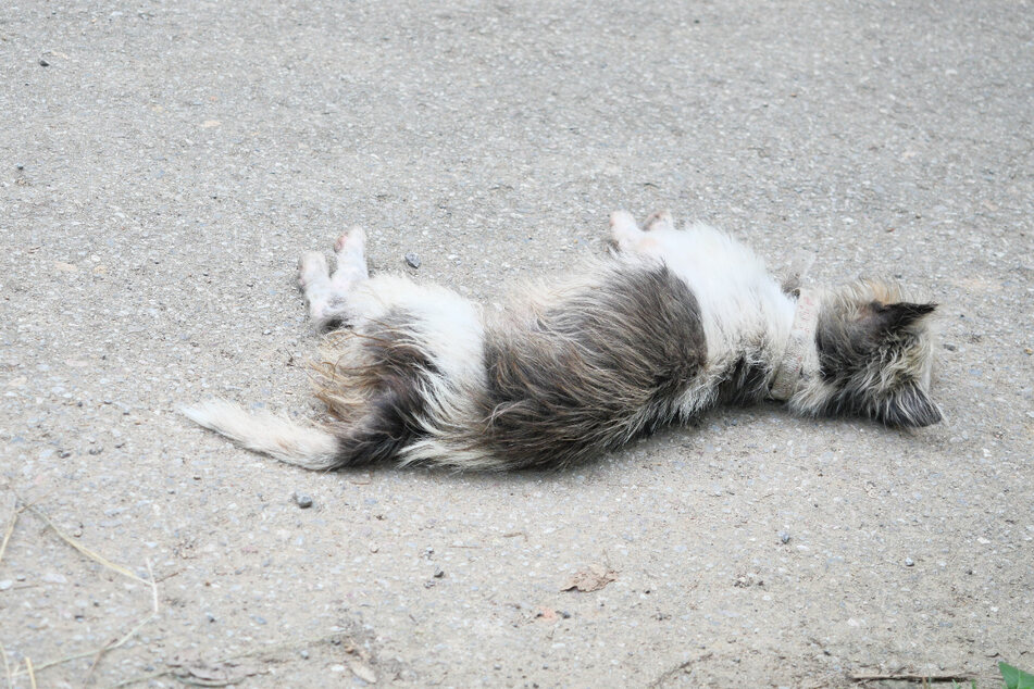In Polen wurde ein Hund von seiner Besitzerin (44) besonders grausam getötet. (Symbolbild)