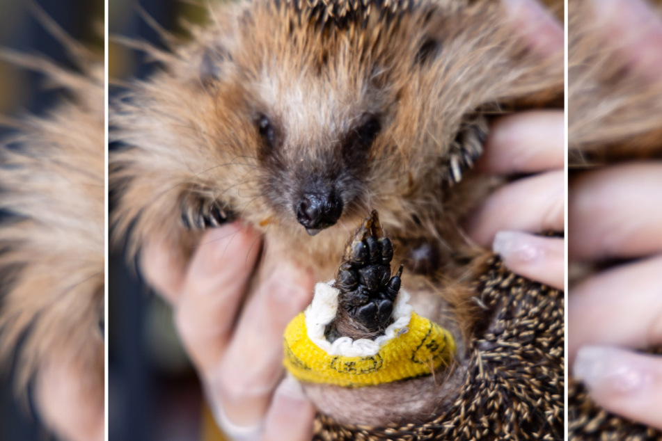 Igel Kasper hat einen verletzten Fuß.