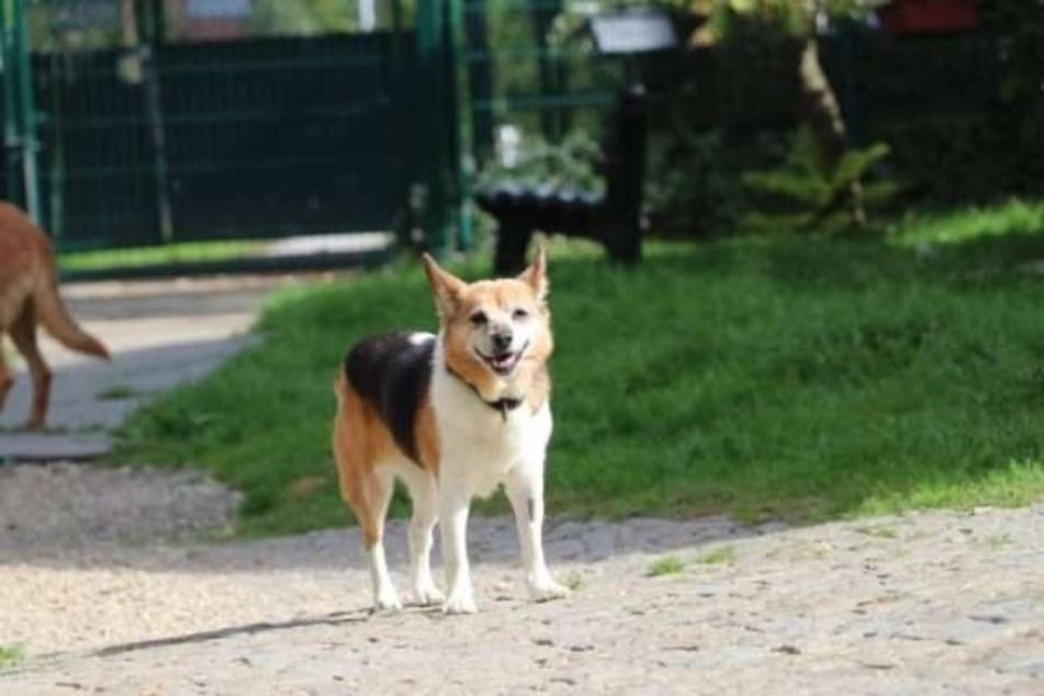 Wer schenkt Kaja ein liebevolles Zuhause?