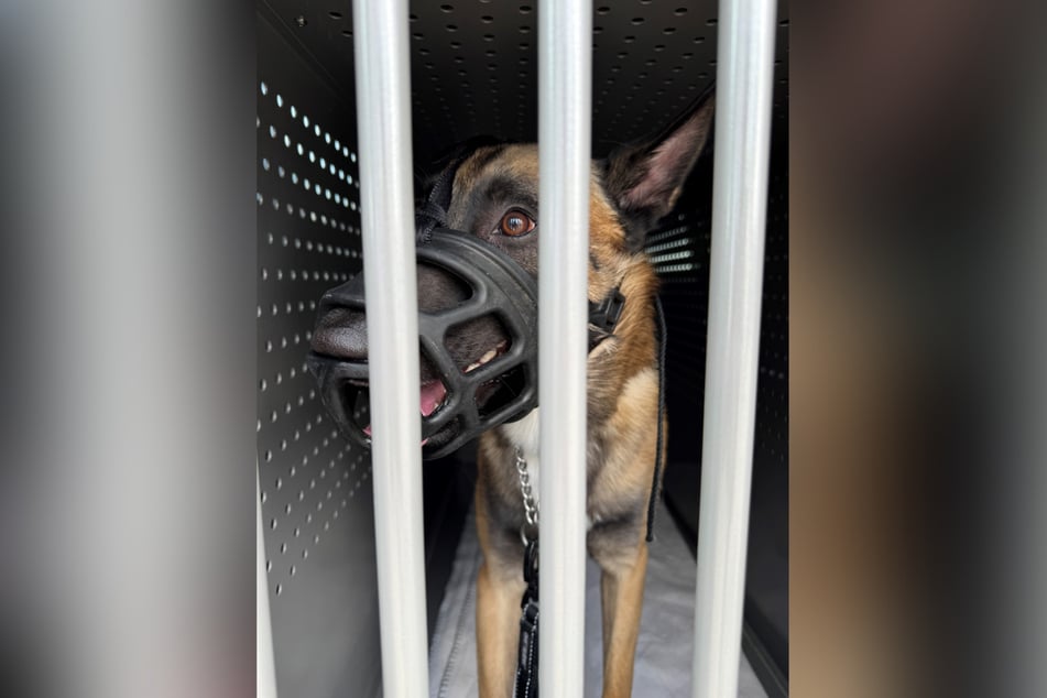 Malinois "Eddy" wurde an ein Tierheim übergeben.