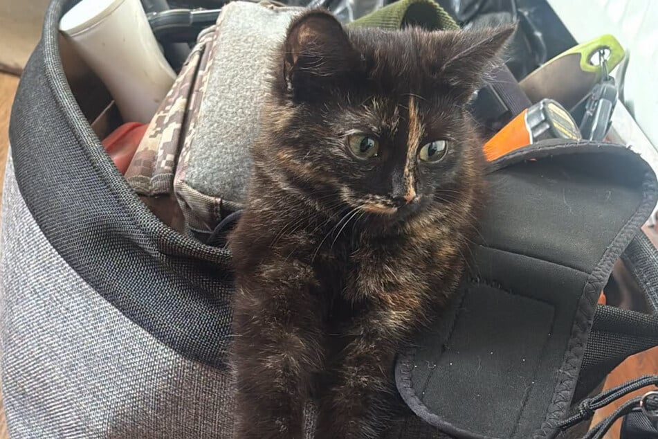 Zum Glück rechtzeitig gefunden: Dieser Katze geht es den Umständen entsprechend gut.