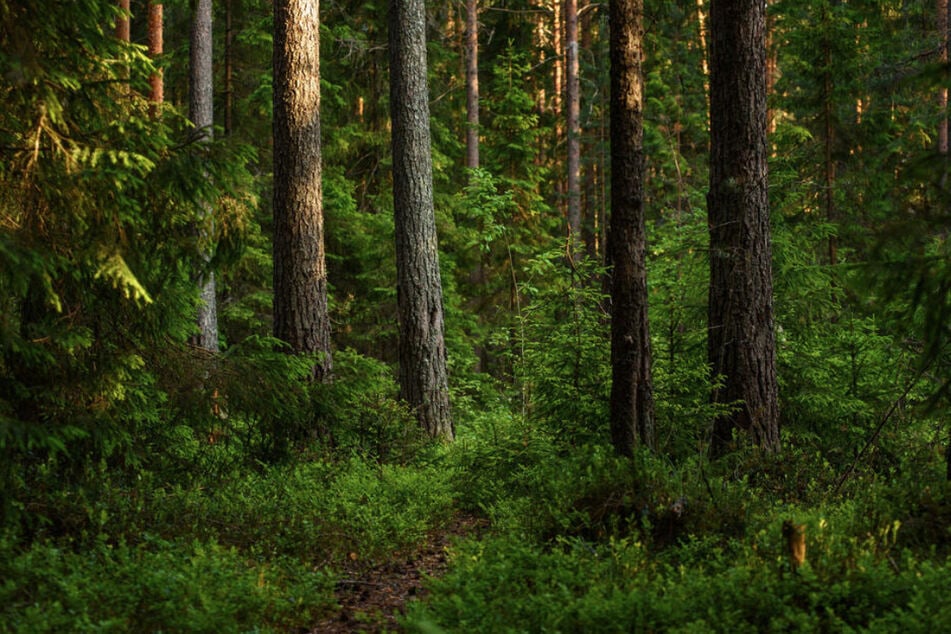 Achtung beim Waldspaziergang! Giftige Raupen bedrohen die Gesundheit