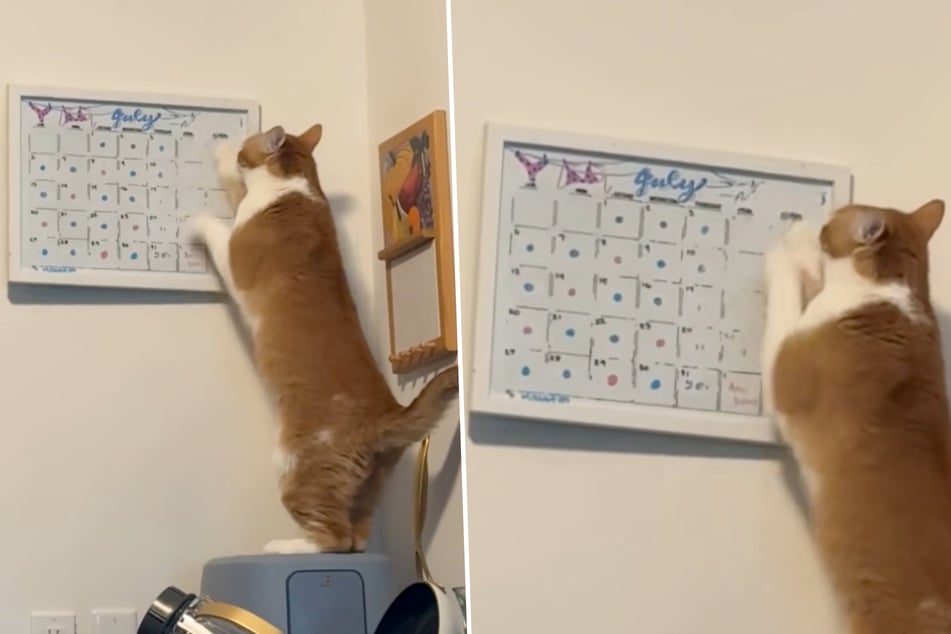 El gato Kelso no tiene ganas de seguir los planes de su dueña, así que: ¡fuera con ellos!