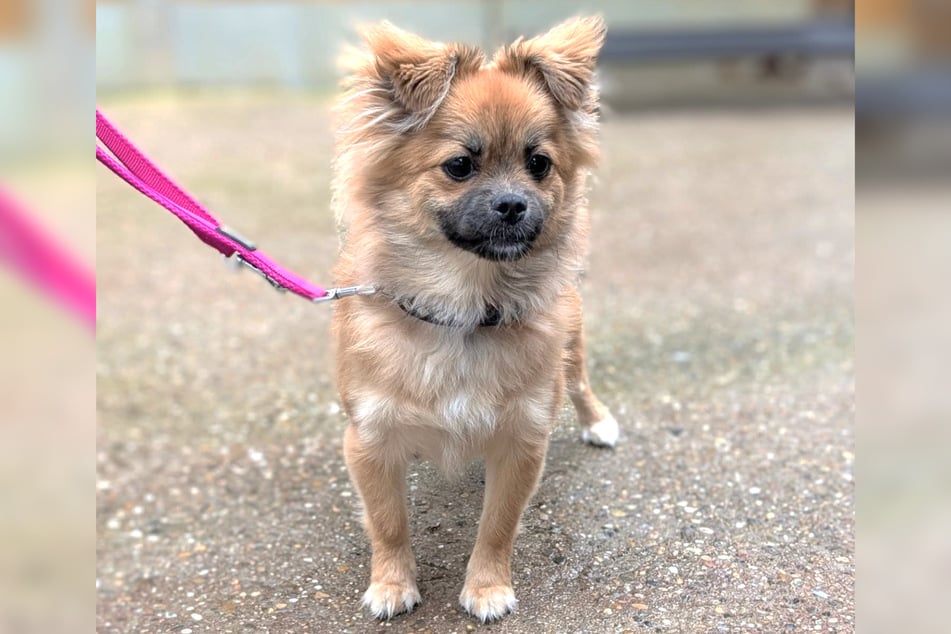 Pekinesen-Mischling Zuri ist schätzungsweise im Februar 2025 geboren und damit gerade einmal ein Jahr alt.