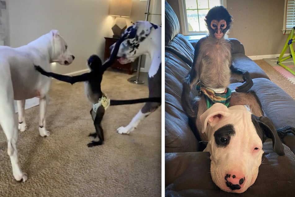 Keke the spider monkey and his three-dog family delights millions on TikTok