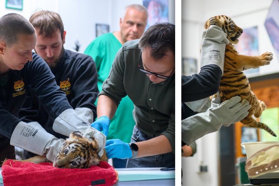 Die Tigerbabys aus dem Magdeburger Zoo absolvierten ihren ersten Tierarztbesuch.