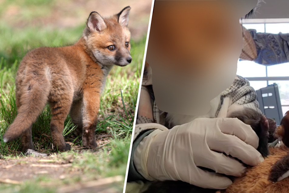 Fuchs-Baby in Gefahr: Tierschützer greifen zu irrwitziger Methode