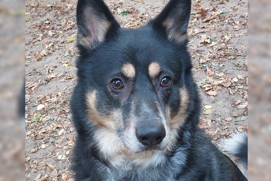 Border Collie Mix Buddy hatte bereits fünf Vorbesitzer.