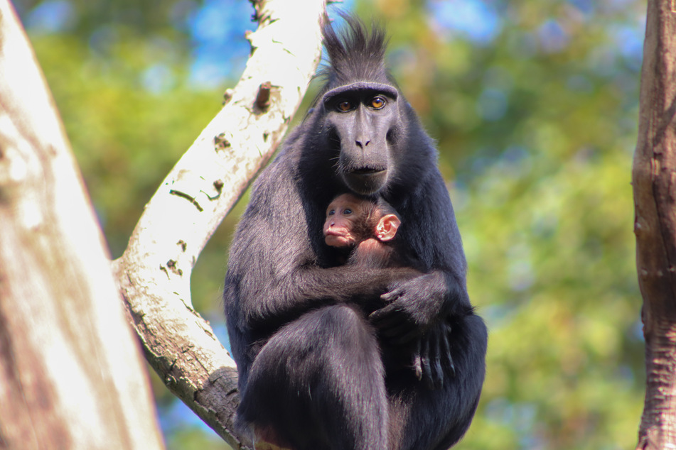 Durch die Schrumpfung des Lebensraums sei die Geburt der kleinen Affen ein großer Erfolg für den Tierpark.