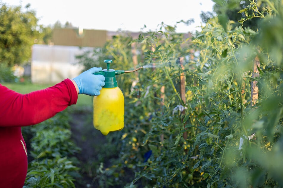 Man kann Zwiebelsud unter anderem bei starkzehrenden Tomaten anwenden.