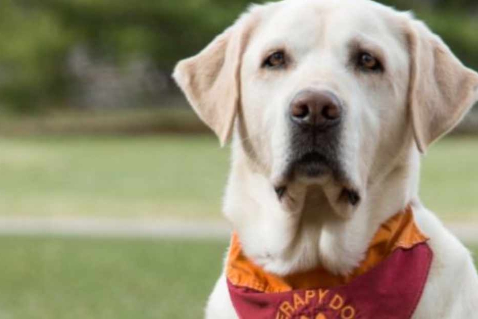 Aus diesem Grund braucht Hund Moose dringend Geld