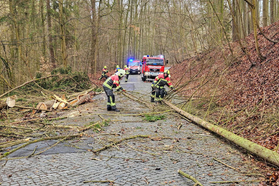 Stürmischer Wochenstart: Mehrere Fichten fallen auf die Straße