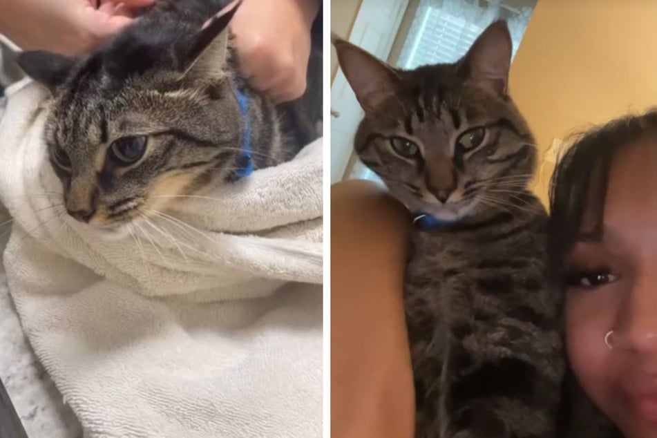 Frau zeigt, wie lieb ihre Katze ist: Was die Fellnase dann beim Tierarzt tut, löst Lachwellen aus