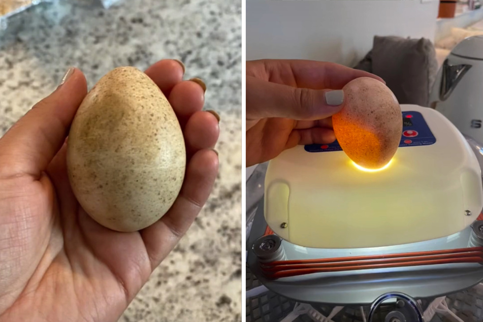 Erica Laurenzi's dog laid a mysterious egg at her feet, and she and her pup helped it hatch!
