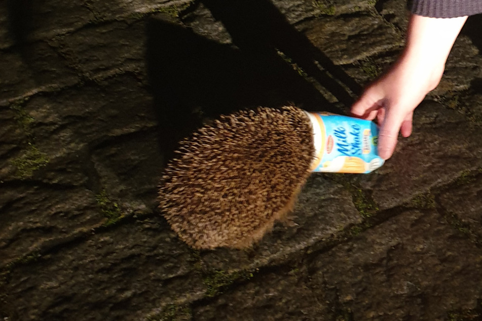 Der Igel blieb mit dem Kopf in dem Becher stecken.