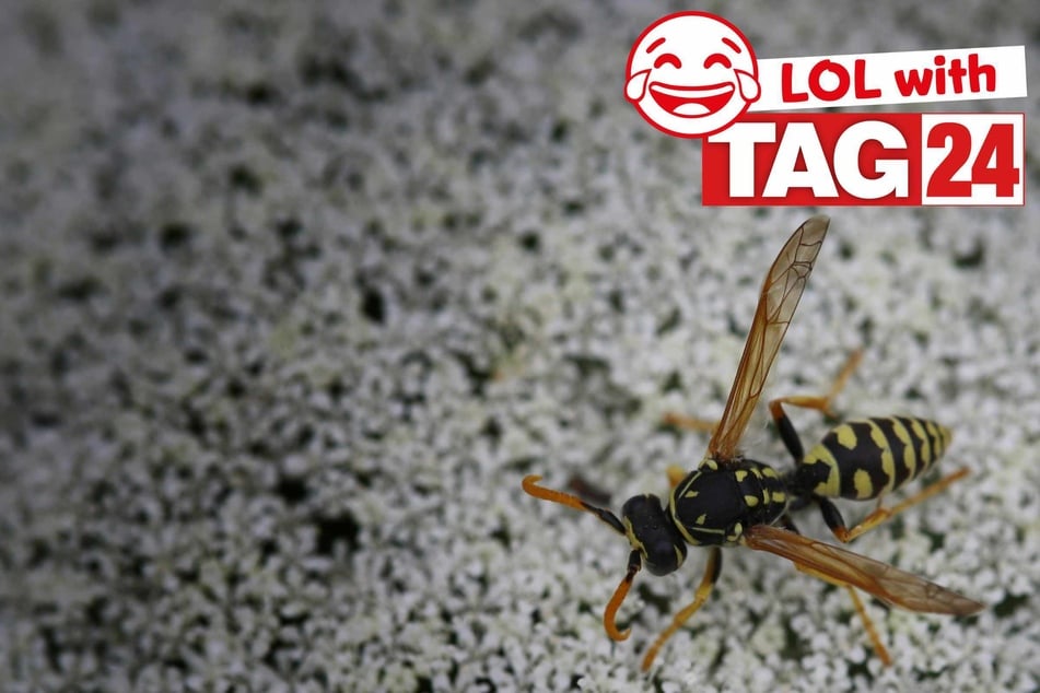 Joke of the Day for March 19, 2026: A buzzing funny