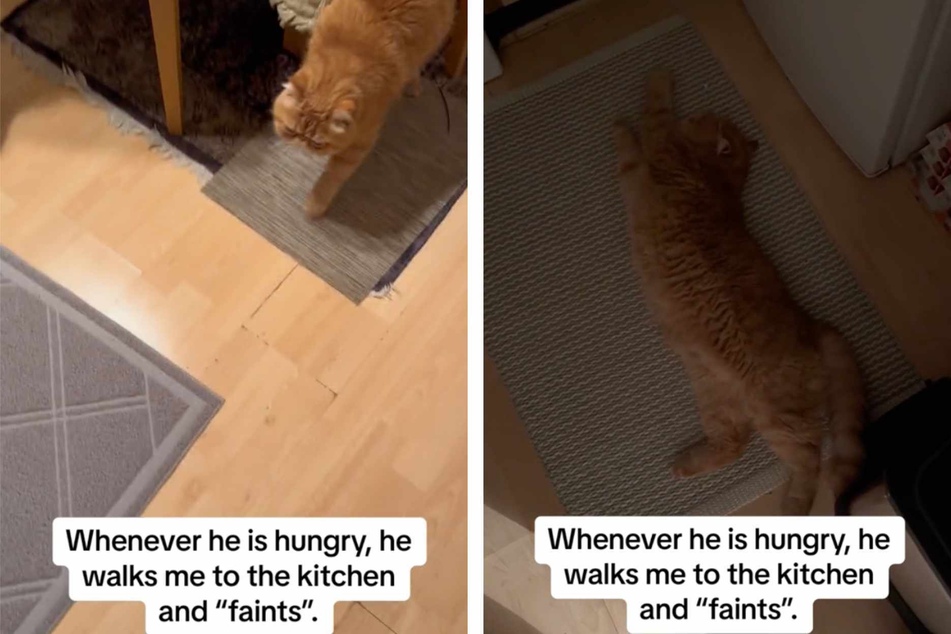 Here's why TikTok users can't stop laughing at this little kitty cat's unique method of begging for food!