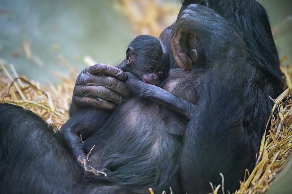 Süßer Affen-Nachwuchs im Kölner Zoo