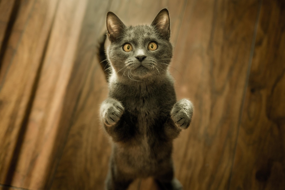 Some cats scratch furniture because they are bored and having nothing else to do.