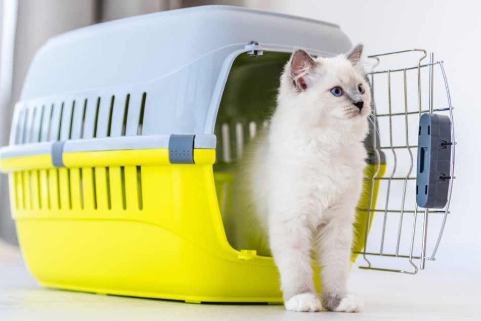 Cat carrier: How to get a cat into its box