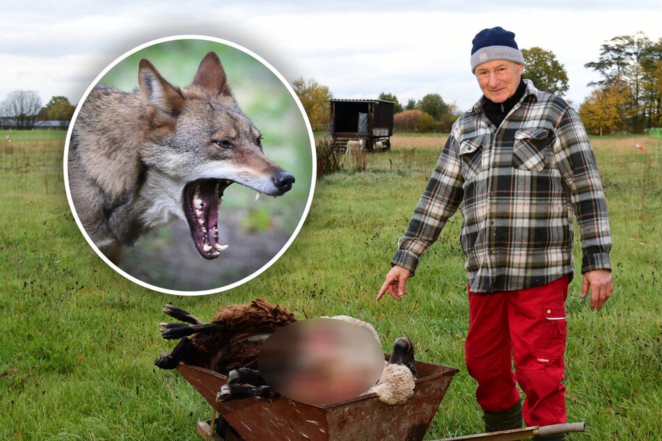 Zwei Attacken in einer Woche: Wolf holt sich trächtige Schafe von sächsischem Züchter