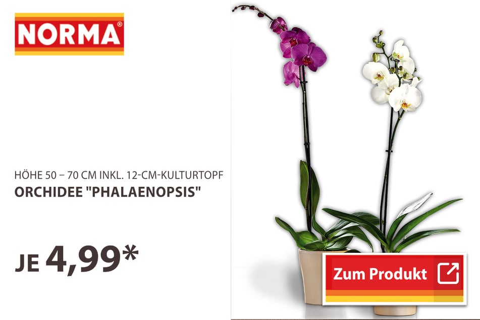 Orchidee "Phalaenopsis"