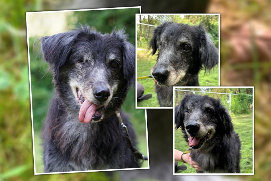 Pepper stammt aus schlechter Haltung. Mit 16 Jahren möchte er nun die schönen Seiten des Lebens genießen.