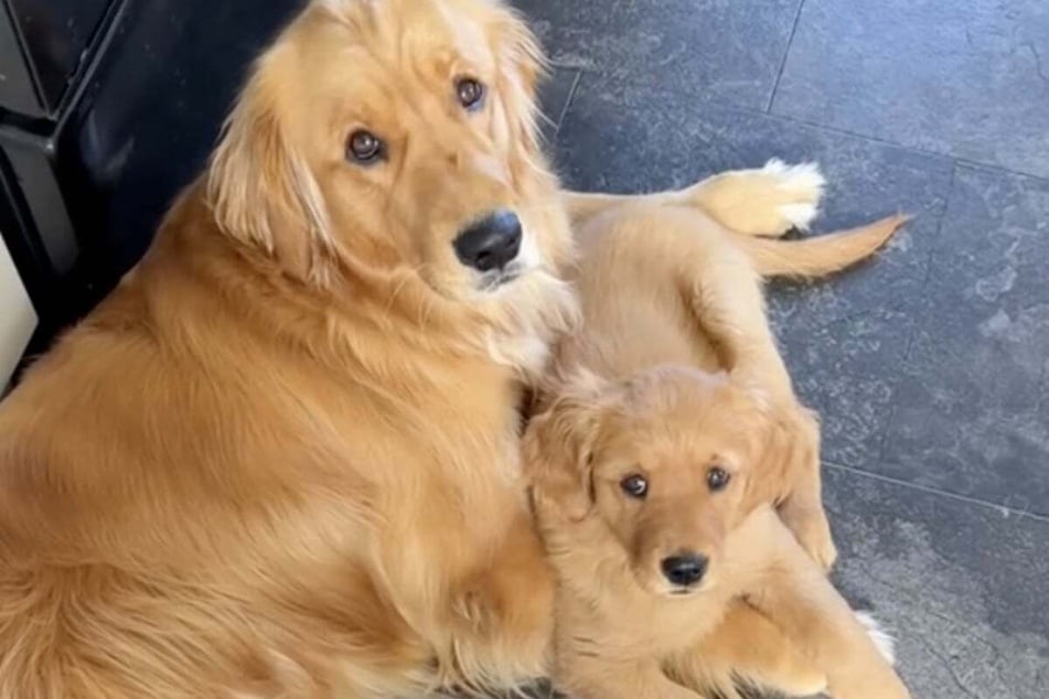 Not only does Pacha the dog now have a new playmate in Bucket – as the cheeky little puppy has been named – but also a true friend for life.