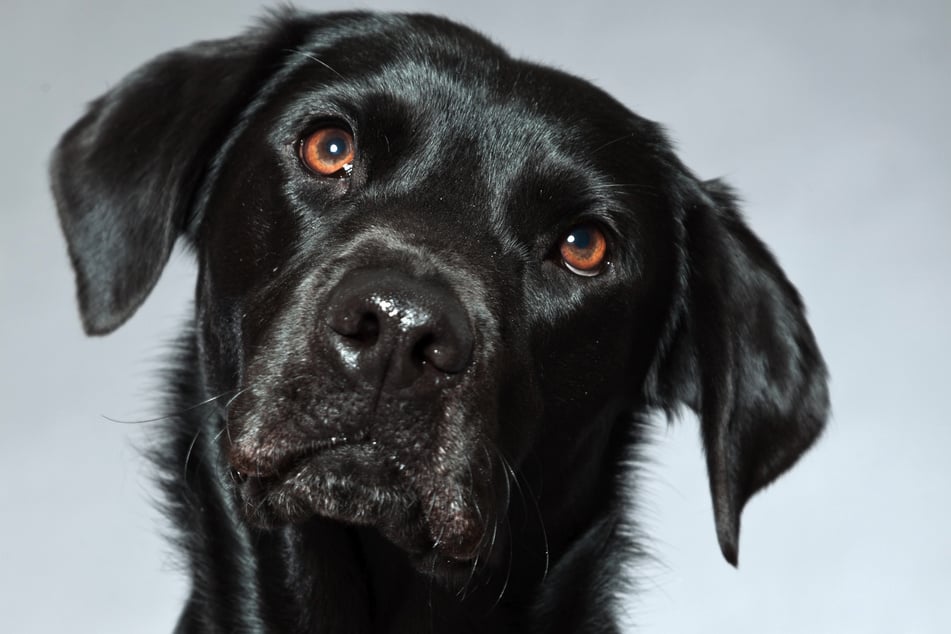 Der Labrador schien wenig davon begeistert zu sein, dass seine Besitzerin versuchte, mit ihm zu kuscheln. (Symbolbild)